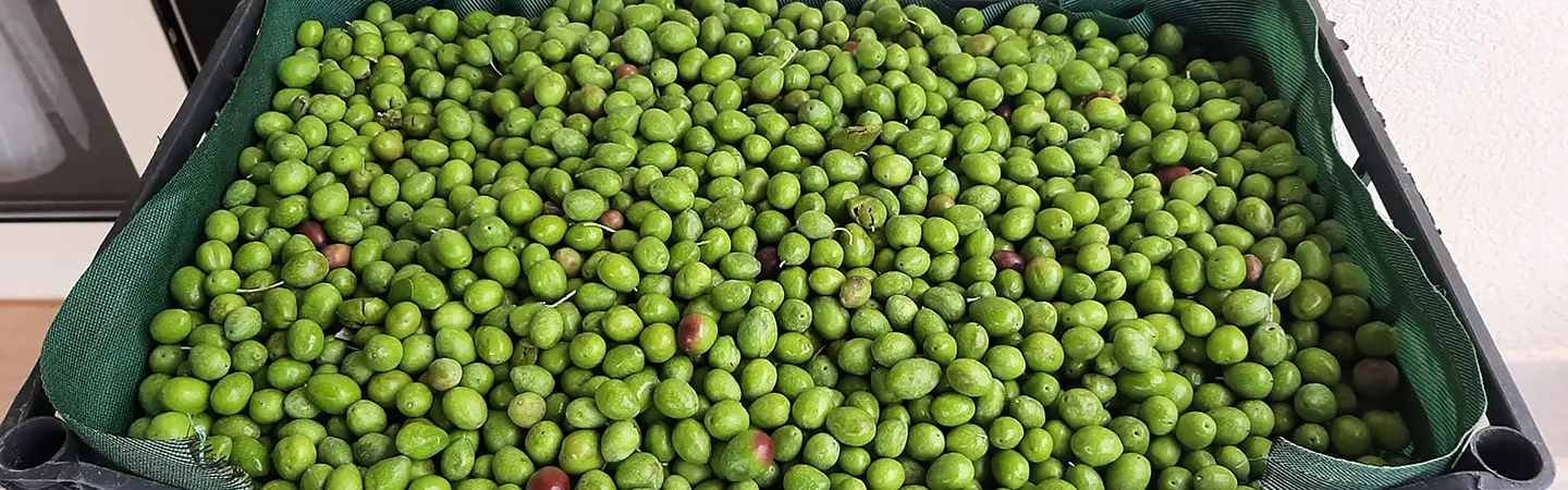 Olive container